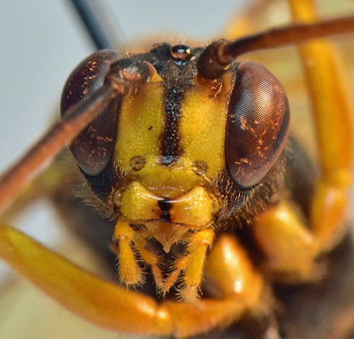 Protarchus testatorius